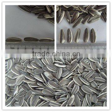 American Type Sunflower Seeds 5009