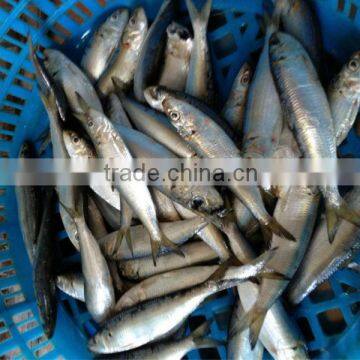 size 20-30pcs/kg whole round Frozen Sardine fish for sale