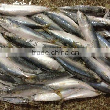 New Stock BQF WR Frozen Fish Mackerel 150g