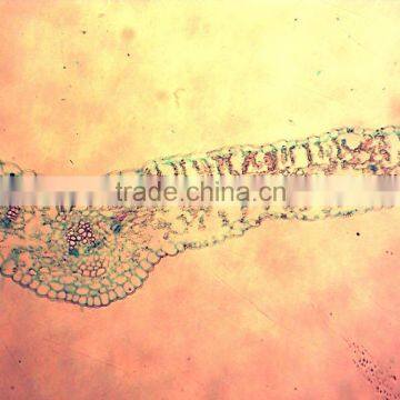 Indonesia Primary School Microslide,stuendts Prepared Slides photo-3