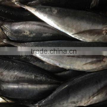 frozen whole round horese mackerel fish 500g up