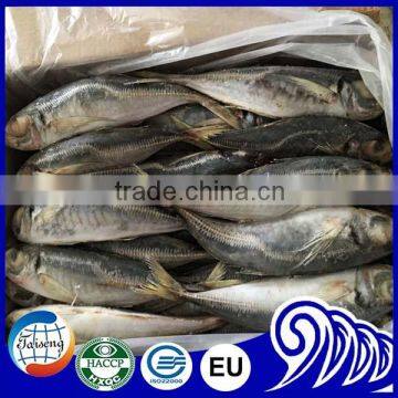 20kg carton frozen horse mackerel fish for sale