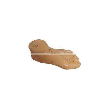 Acupuncture Foot Model-13cm