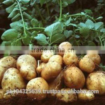 Fresh Potatoes photo-6