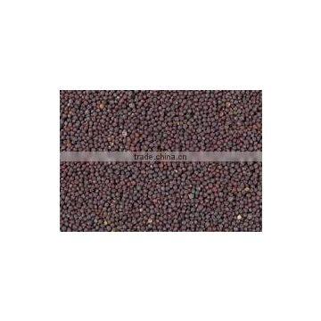 Black Mustard Seeds
