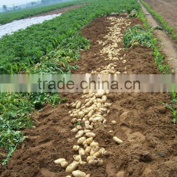 Fresh Potato 200-250g Big Size