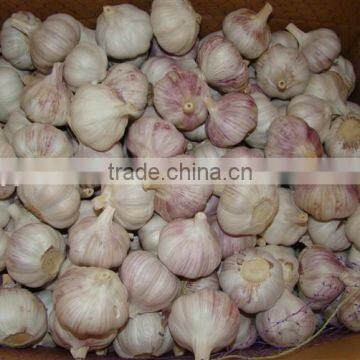 5.0 size normal white garlic