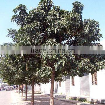 Big Size Bischofia Javanica Tree Seedling