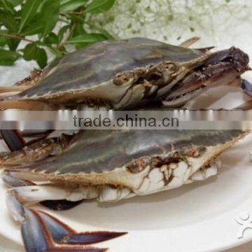 Frozen Blue Swimming Crab