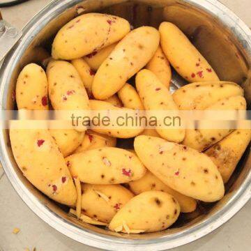 Industrial High Efficient Fresh Ginger Potato Washer and Peeler Root Vegetable Washing and Peeling Machine Fish Skin Peeler photo-5