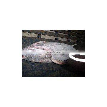 Frozen Yellowfin Tuna photo-3