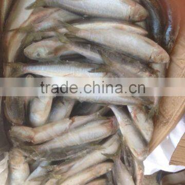 NEW FISH FROZEN SARDINE SEAFOOD FOR SALE photo-4