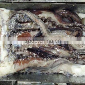 Frozen Giant Squid Tentacle photo-4