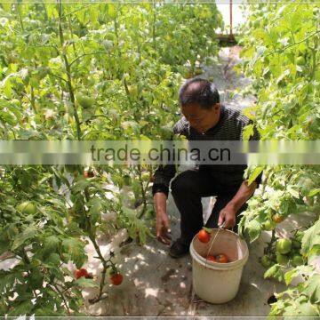 2017 Hot Sale Multi Span Plastic Film Tomato Greenhouse photo-2