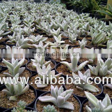 succulent plant kalanchoe eriophylla ' snow'