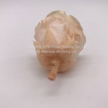 Preserved Rose Flowers for Wedding Decoration Flower Arrangement photo-2