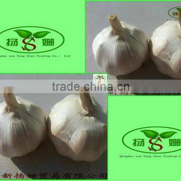 [HOT] 2014 fresh white garlic from 4.0cm---6.0cm