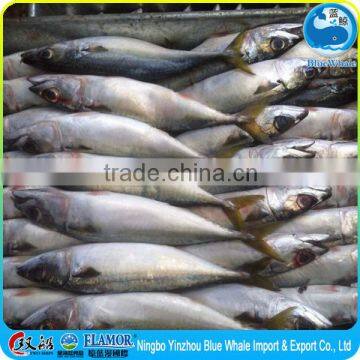 400-600g best cheap pacific bulk IQF mackerel