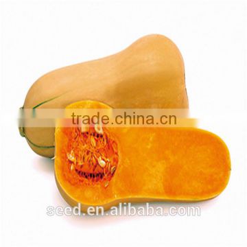 Miben tough rind orange skin hybrid pumpkin seeds