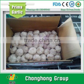 2016 New Crop snow white garlic supply from June