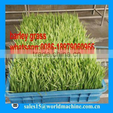 WHIR Saudi Arabia With SASO Certificate Hydroponic Aeroponics Systems for Growing Fodder Grass,barley,wheat photo-2