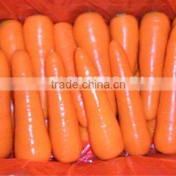 Export New Fresh Red Carrot from China