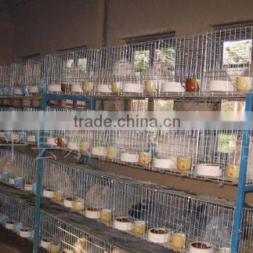 Anping Factory Low Carbon Steel Galvanized Welded Rabbit Cage Wire Mesh photo-2