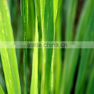 Lemongrass Essential Oil From India | 100% Natural