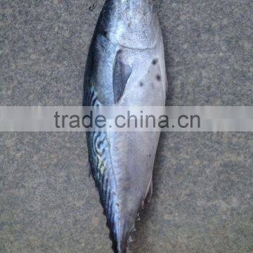 A grade WR frozen bonito seafood product