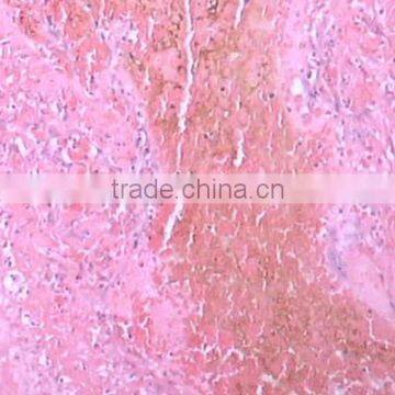 Individual Slides You Can Choose From Survey Medical Human Pathology Histology Tissue Microscope Prepared Slides photo-3