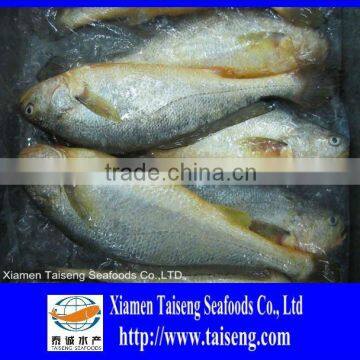 Sales fresh frozen Pseudosciaena polyactis Large yellow croaker