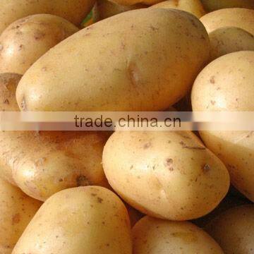 Potato Exporter