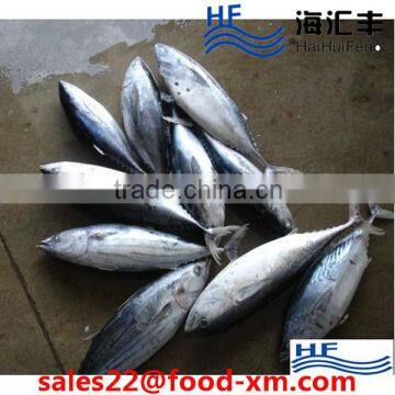 China Superior Quality Fresh Frozen Skipjack Tuna Whole Round Price