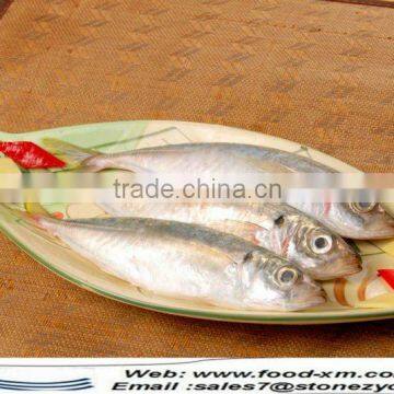 Sea frozen horse mackerel for sale