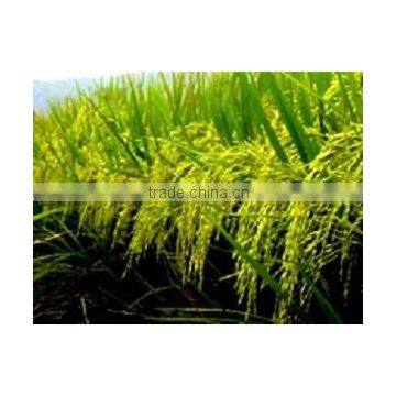 RICE BRAN OIL (COLD PRESS PROCESS)