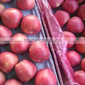 Supply Fresh Apple Qinguan Apple for Hot Selling photo-2