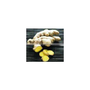 2010shouguang 150g fresh fat ginger