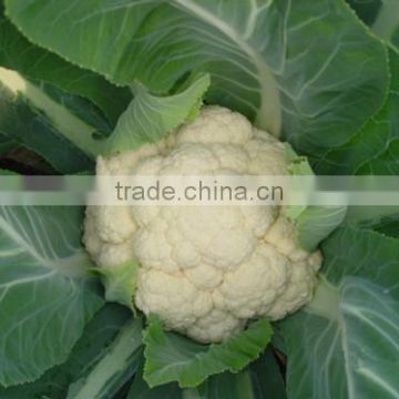 HCF12 Shiyou heat resistent F1 hybrid cauliflower seeds