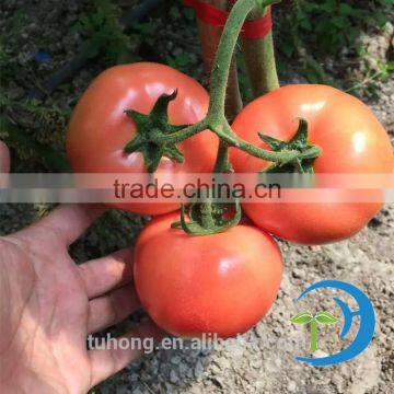 Heat Resistant & Indeterminate Tomato Seeds High Yield