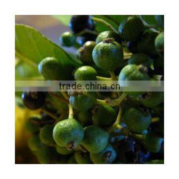BULK PIMENTO BERRY OIL