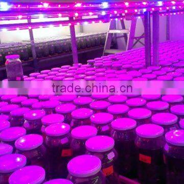 Cheap T8 20w Led Grow Tube for Vertical Seeding Tissue Culture photo-3