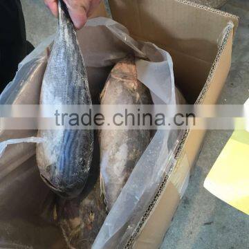 Frozen Bonito Sarda Sarda 750-1000G photo-2