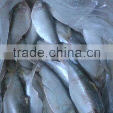 HILSA/ HILSHA/ DOTTED GIZZARD SHAD/ SARDINE photo-6