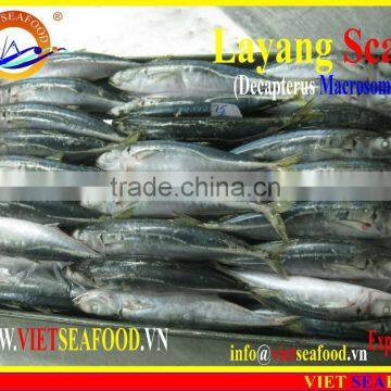 FROZEN LAYANG SCAD (MUROAJI) WHOLE ROUND