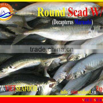 FROZEN ROUND SCAD WHOLE ROUND photo-5