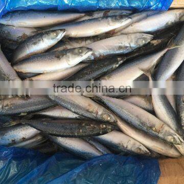 BQF Fresh New Caught Size 200-300 Sea Frozen Pacific Mackerel photo-4