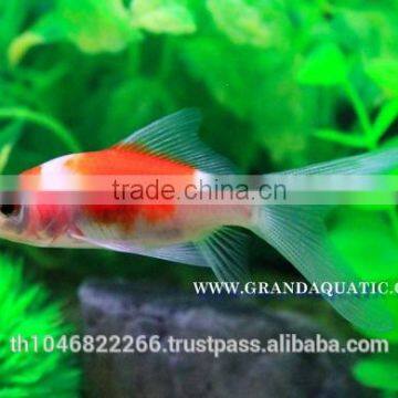 Comet Fish Farm For Sale and Export photo-4