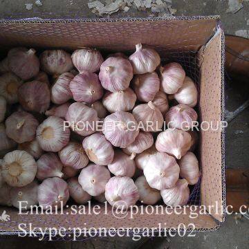 2017 Crop Purple Red Normal White Garlic 5.5cm In Carton Box Mesh Bag photo-2