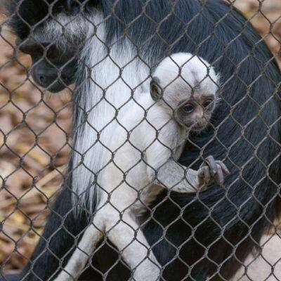 Wire Rope Mesh Knotted Mesh 304 Stainless Steel 3mm Cable Netting for Animal Fencing and Fall Protection With CE Certificate