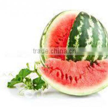 FRESH WATERMELON FRUIT FROM VIET NAM